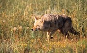 How to Spotlight Coyotes