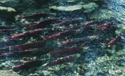 Correct Methods for Snagging Salmon