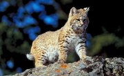 How to Attract Bobcats