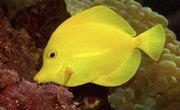 How to Treat Clamped Fins
