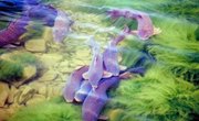 What Is the Difference Between Bullheads & Catfish?