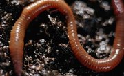 How to Make a Ground Worm Shocker