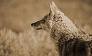 How to Catch a Coyote in a Conibear