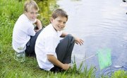 What Are the Eggs in My Pond?