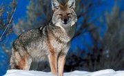 How to Make a Rug From Coyote Hide