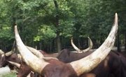 How to Polish Longhorns
