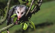 How to Clean a Possum