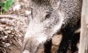 How to Tan Wild Boar Hides