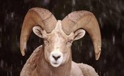 How to Cape a Sheep for Taxidermy