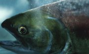 How to Tie Up Flashers for Salmon Fishing