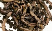 How to Catch Worms With a Car Battery