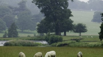 The Pasture Size for Sheep