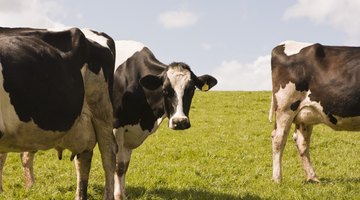 Physical Characteristics of Cattle