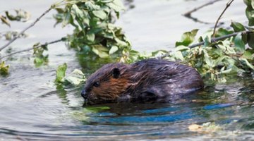 How to Tan Beaver Pelts