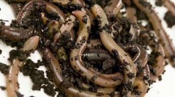 How to Start a Nightcrawler Farm