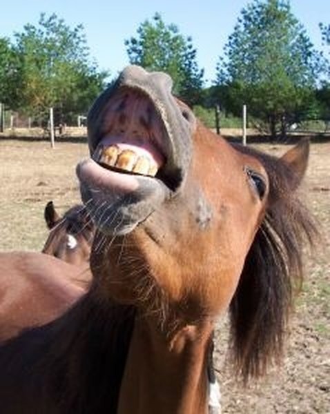 How to Repel Horses