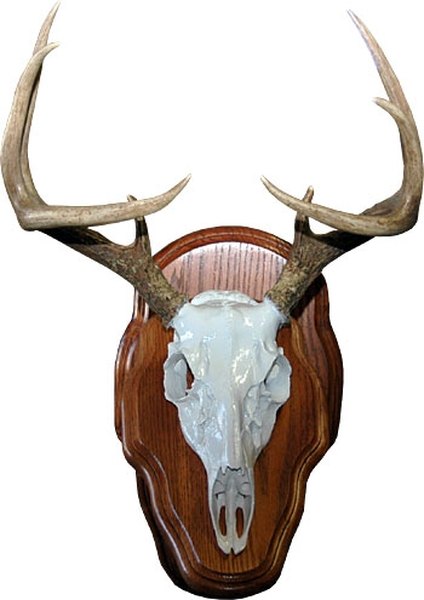 How to Skin a Deer Head for a European Mount