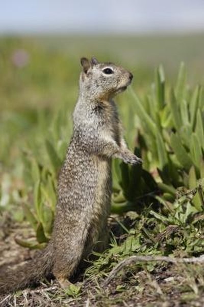 How to Kill Gophers With a BB Gun