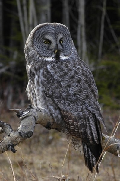 How to Build an Owl Trap