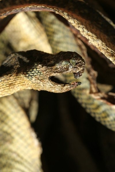 How to Make Your Own Snake Gaiters