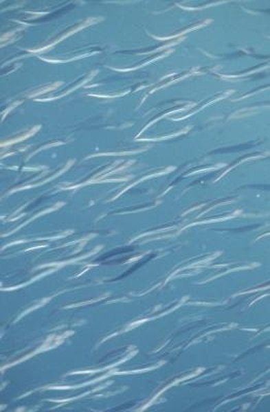How to Raise Wild Shiners