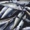 The Best Tuna Bait