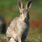 What to Use for Bait to Catch a Wild Rabbit