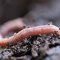 Tips on Catching Nightcrawlers