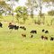 Types of Grass for Cattle Grazing