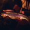 What Do Trout Eat in the Winter?