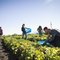 Types of Farm Work