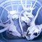 How to Wash a Deer Skull With Acid