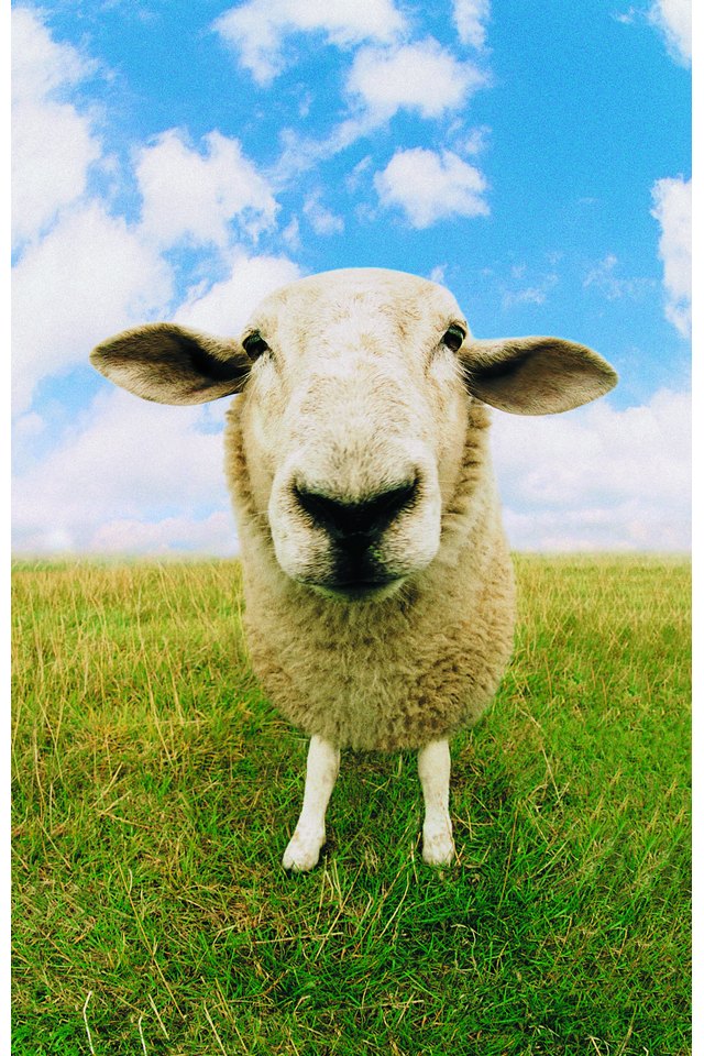 How to Make a Sheep Grooming Stand
