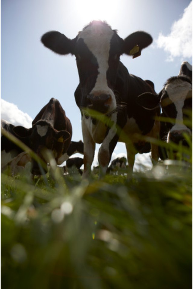 How to Feed Carrots to Cattle