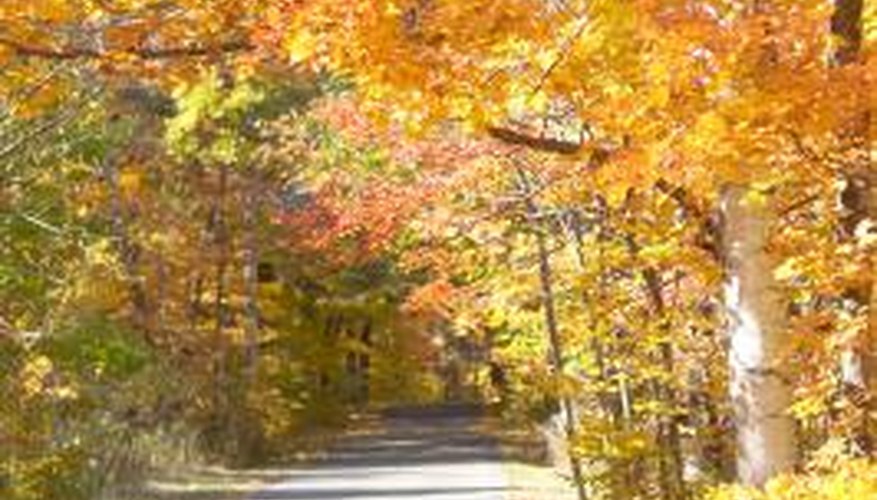 What Materials Are Used to Make Walking Trails?