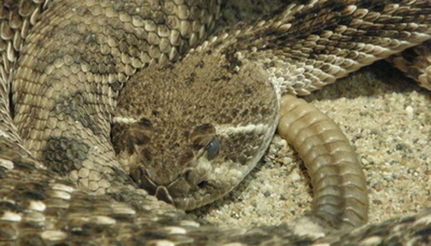How to Perform Taxidermy on a Rattle Snake
