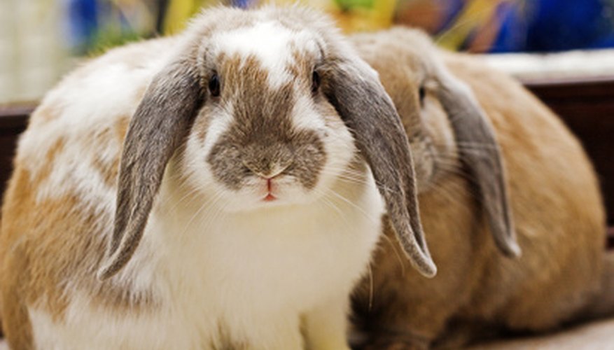 How to Preserve a Rabbit's Foot