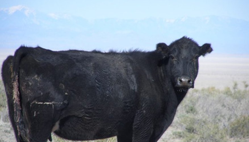 How To Raise Black Angus Cattle