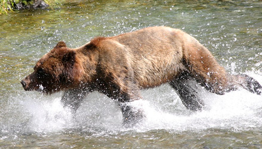 Hunting With Crossbows in British Columbia, Canada