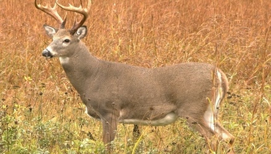 How to Clean Shed Deer Antlers