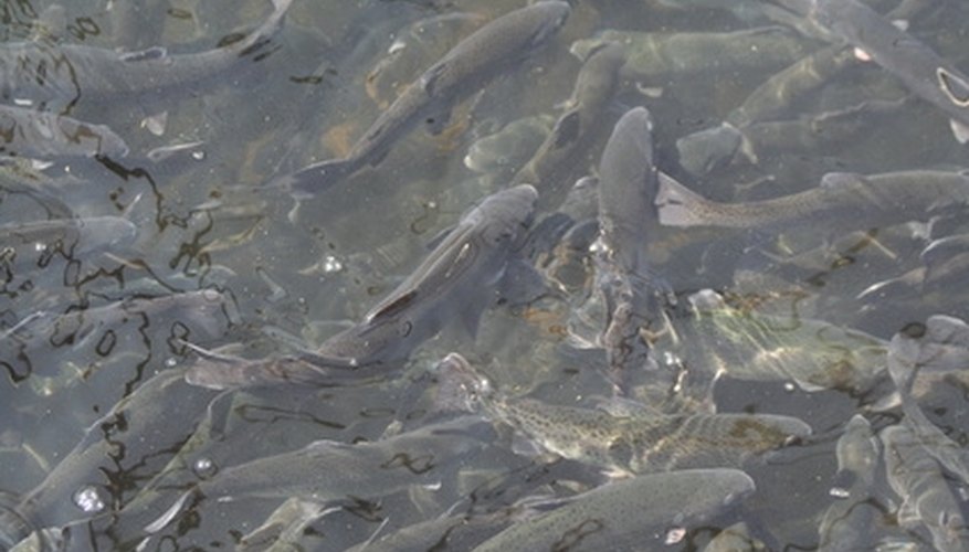 How to Make Your Own Power Bait for Trout Fishing