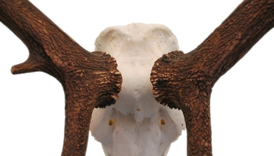 How to Prepare Deer Antlers