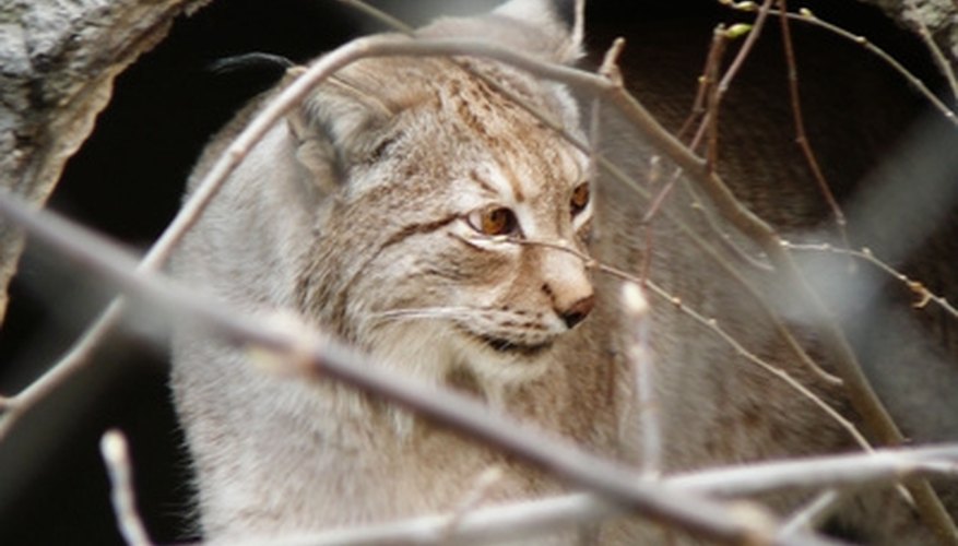How to Preserve Bobcat Hides