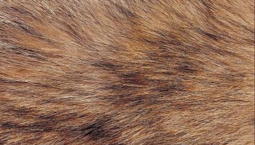 Instructions for Tanning a Coyote Hide