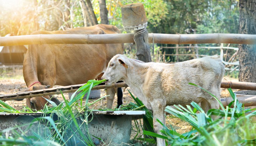 Cattle Diseases That Cause Weight Loss