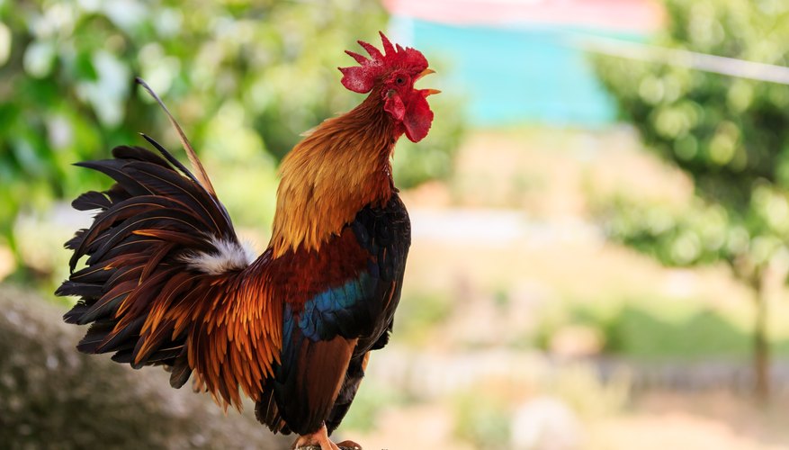How to Make Money Raising Game Chickens