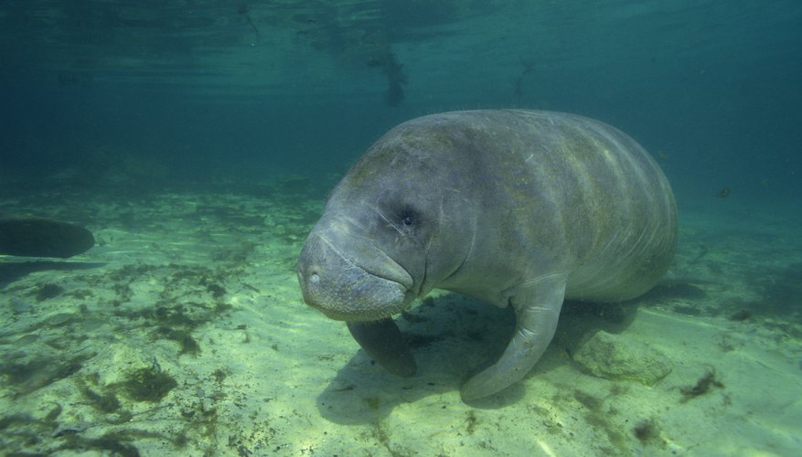 Kayaking Spots Near Bradenton, Florida