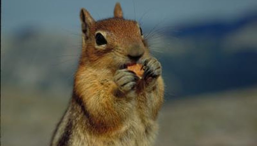 How to Attract a Squirrel to Shoot