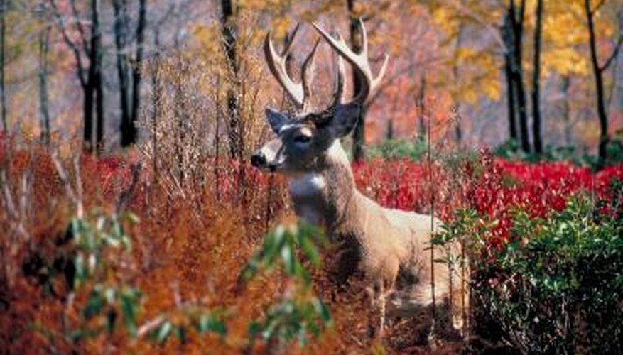 How to Build a Deer Blind Window