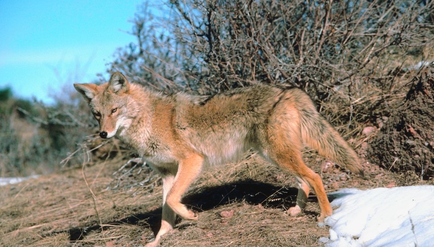 How to Skin & Tan a Coyote